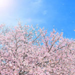 春到来！全国の桜の名所をご紹介！